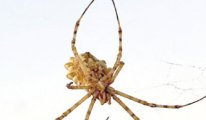 Dünyanın en zehirli örümceği Kırşehir’de görüldü