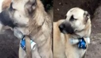 Köpeğe bomba taktılar: Terör eylemi girişimi engellendi