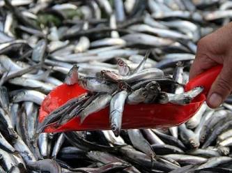 Balık fiyatlarına 5 günde yüzde 66 zam