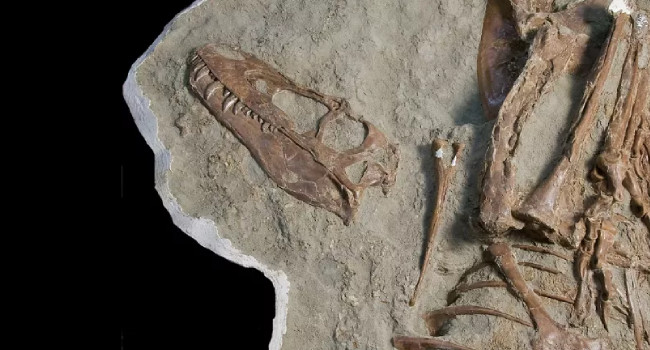 75 milyon yıllık T-Rex’in midesinde iki yavru dinozor fosili çıktı
