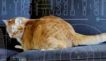 NASA 31 milyon kilometre öteden Dünya’ya kedi videosu gönderdi