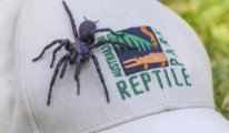 İşte dünyanın en zehirli ve en büyük erkek örümceği