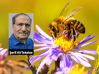 Arı Olup Bal Yapabilme