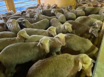 Kızıldeniz'deki kriz, koyun ve sığırları da vurdu