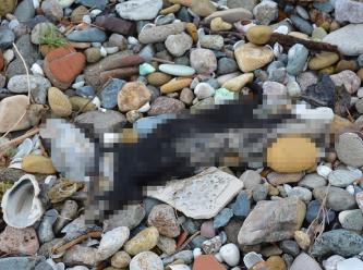 Sahilde dehşete düşüren görüntü! Ekipler harekete geçti