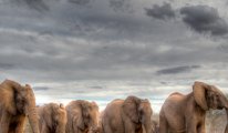 Almanya'ya Fil  tehdidi : 20 bin fili göndeririz
