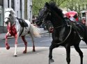 Süvari Birliği'nden kaçan atlar Londra'yı birbirine kattı