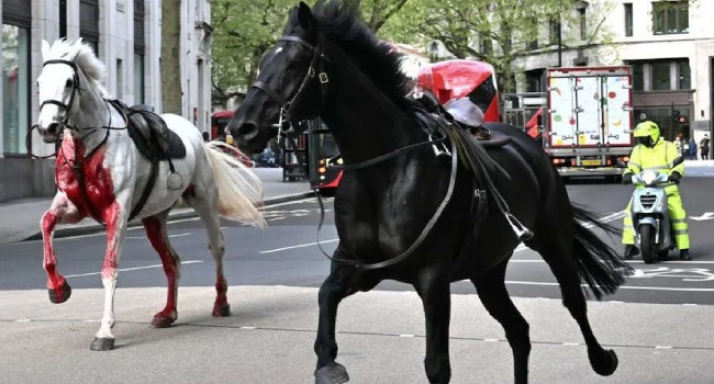 Süvari Birliği'nden kaçan atlar Londra'yı birbirine kattı