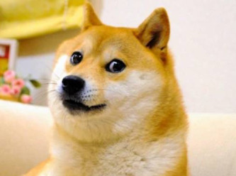 İnternetin en ünlü köpeği 18 yaşında öldü