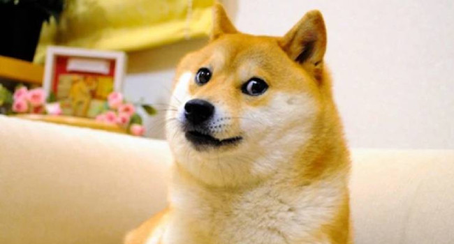 İnternetin en ünlü köpeği 18 yaşında öldü