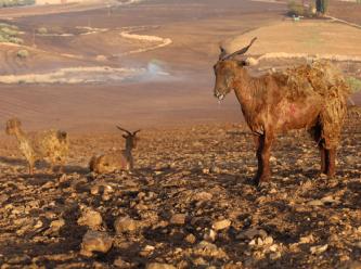 Zarar 700 milyon lira! DEDAŞ rekor tazminat ödeyecek