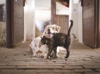 AB'den bir ilk: Kedi ve köpeklerin refahı için yasa çıkartılıyor