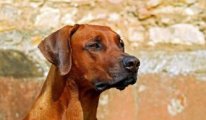 Köpek öldürmeyen belediyelere tepki çeken ceza: Bakan Yumaklı açıkladı