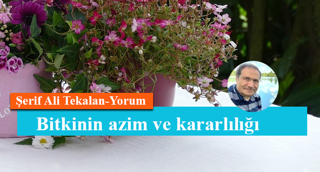 Bitkinin azim ve kararlılığı