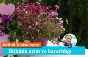 Bitkinin azim ve kararlılığı