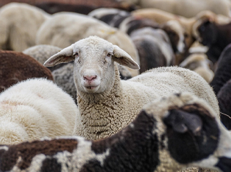 Bir İslam ülkesinde kurban kesmek yasaklandı: İşte sebebi!