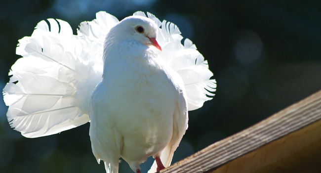 Evde haczedilecek birşey bulamadılar, kümesteki güvercinleri haczettiler