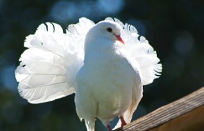 Evde haczedilecek birşey bulamadılar, kümesteki güvercinleri haczettiler