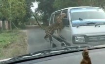 Hindistan'da leopar çevredekilere saldırdı: 13 yaralı
