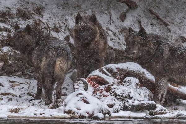 National Geographic 2016'nın en iyi karelerini açıkladı