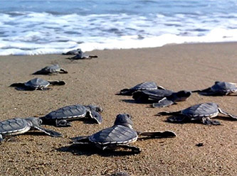 Caretta carettaları katleden 5 yıldızlı otellere soruşturma - Vimarsana News