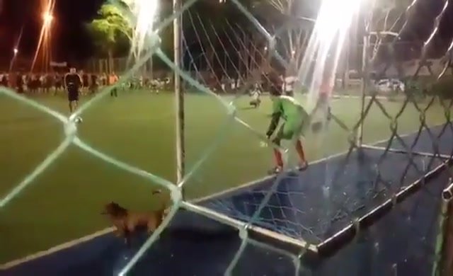 Bir köpek penaltiyi kurtardi